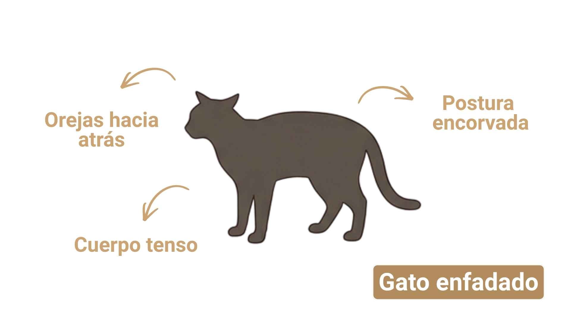 gato enfadado